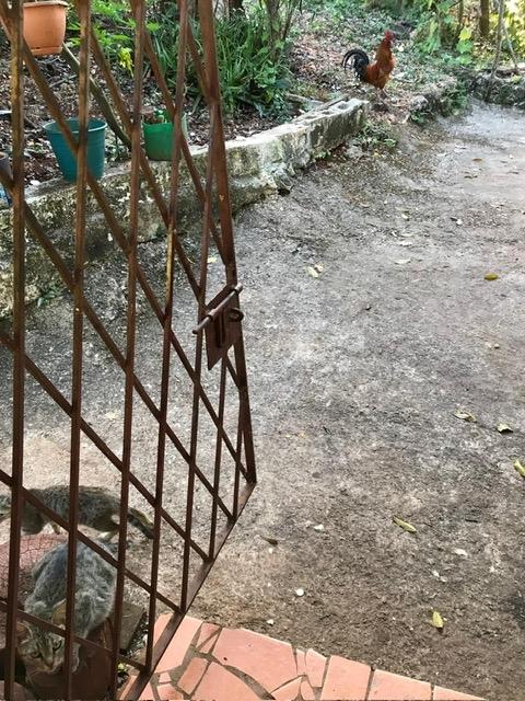 Nineteenth image of Non Pariel Manchester in Hermitage, Manchester, Jamaica - property is For Sale