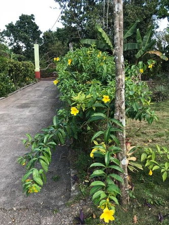 Twenty-Second image of Non Pariel Manchester in Hermitage, Manchester, Jamaica - property is For Sale