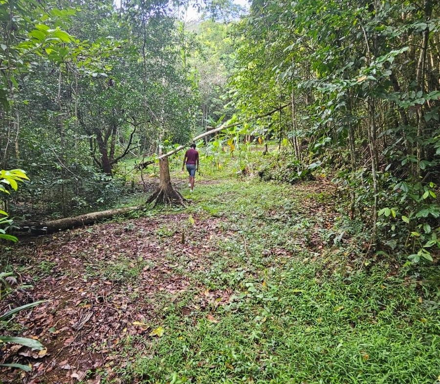 Fourth image of Swain Spring Road in Red Hills, St. Andrew, Jamaica - property is For Sale