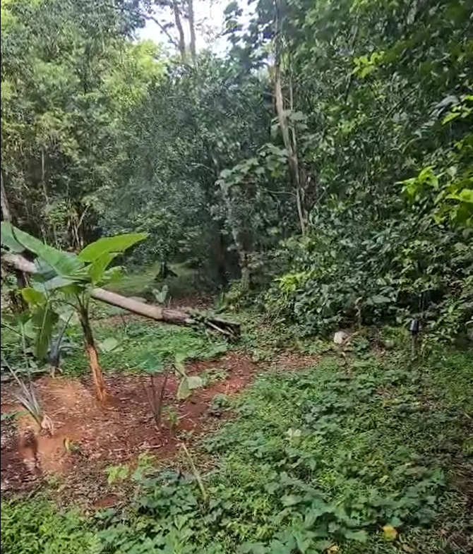 Fifth image of Swain Spring Road in Red Hills, St. Andrew, Jamaica - property is For Sale