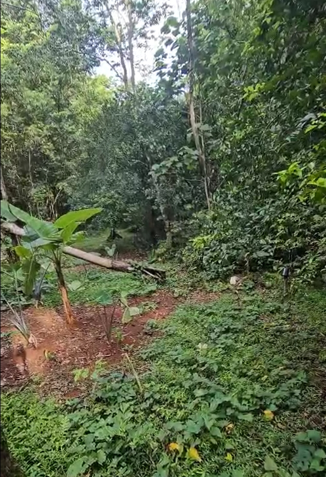 Fifth image of Swain Spring Road in Red Hills, St. Andrew, Jamaica - property is For Sale