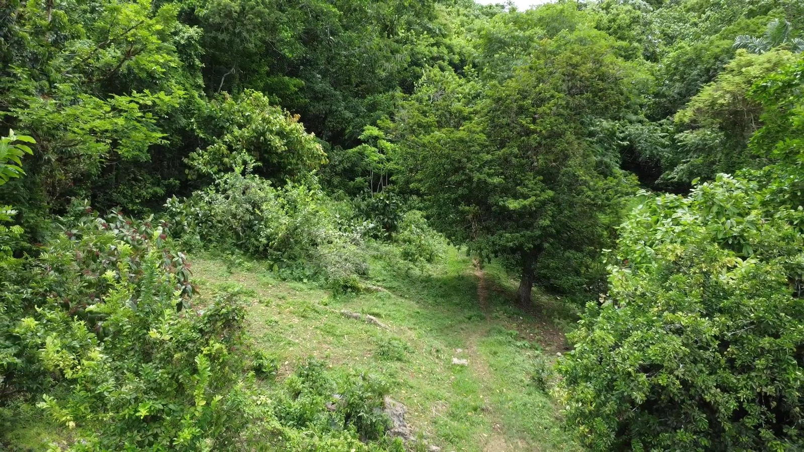 Second image of Part of Freeman Hall in Freeman's Halll, Trelawny, Jamaica - property is For Sale