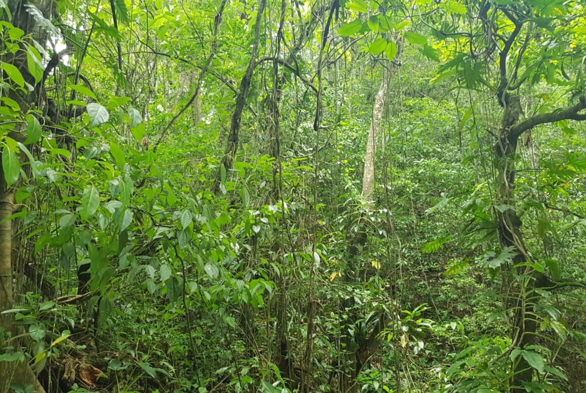 Eleventh image of Part of Freeman Hall in Freeman's Halll, Trelawny, Jamaica - property is For Sale