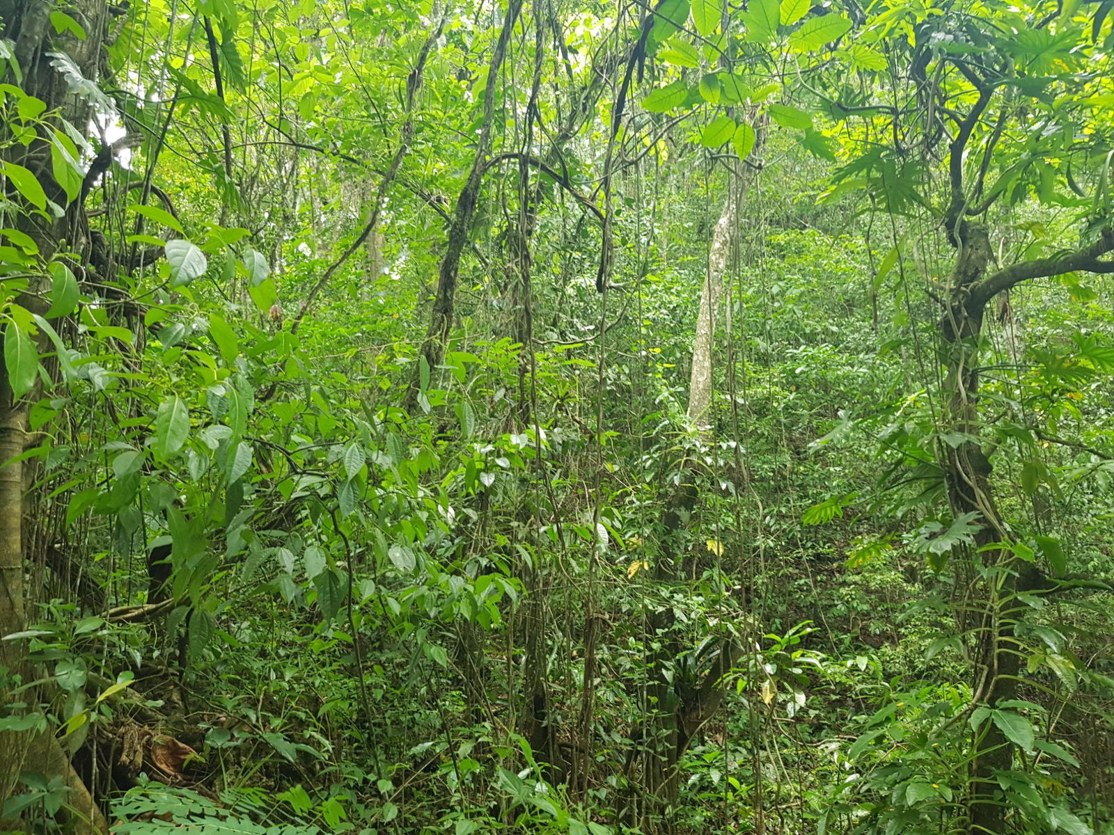 Eleventh image of Part of Freeman Hall in Freeman's Halll, Trelawny, Jamaica - property is For Sale