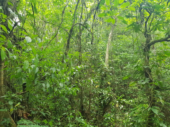 Eleventh image of Part of Freeman Hall in Freeman's Halll, Trelawny, Jamaica - property is For Sale