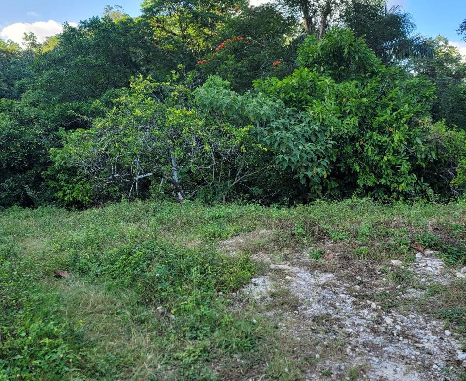 Thirteenth image of Part of Freeman Hall in Freeman's Halll, Trelawny, Jamaica - property is For Sale