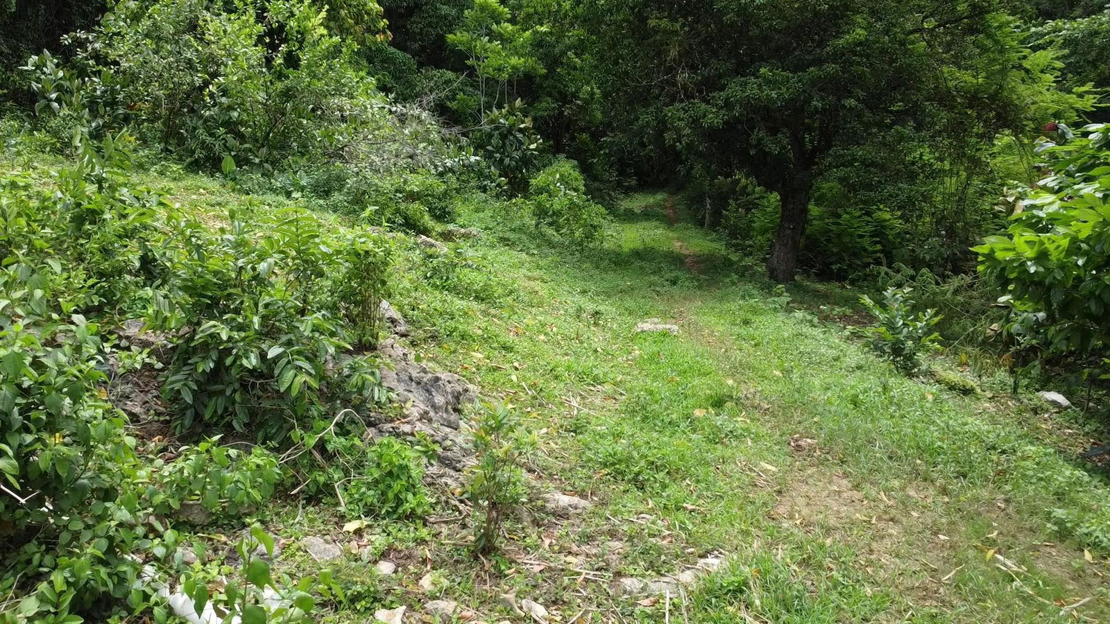 Seventh image of Part of Freeman Hall in Freeman's Halll, Trelawny, Jamaica - property is For Sale