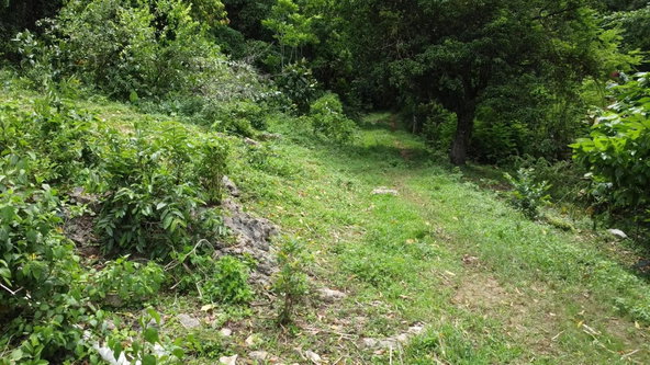 Seventh image of Part of Freeman Hall in Freeman's Halll, Trelawny, Jamaica - property is For Sale