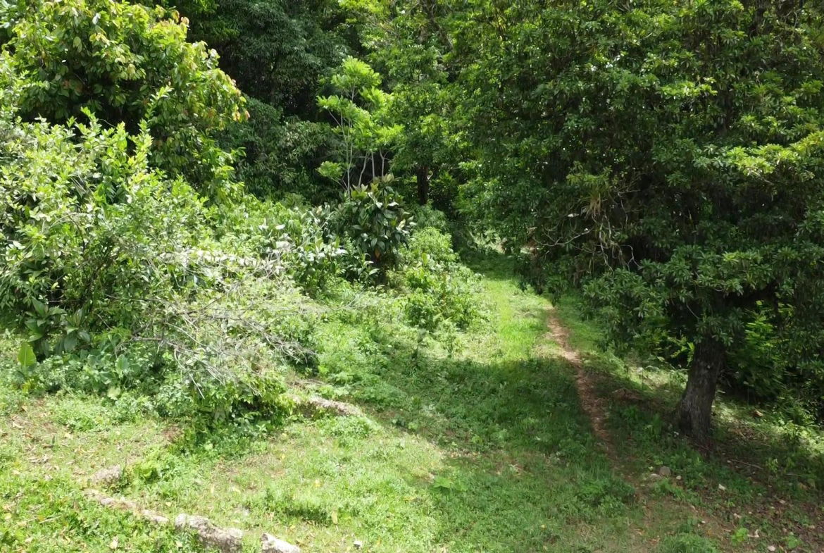 Eighth image of Part of Freeman Hall in Freeman's Halll, Trelawny, Jamaica - property is For Sale