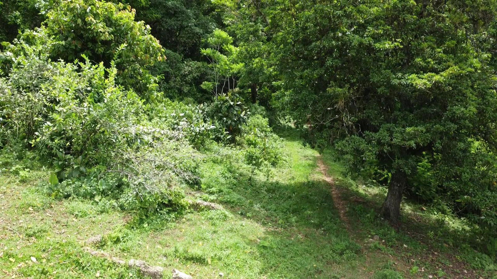 Eighth image of Part of Freeman Hall in Freeman's Halll, Trelawny, Jamaica - property is For Sale