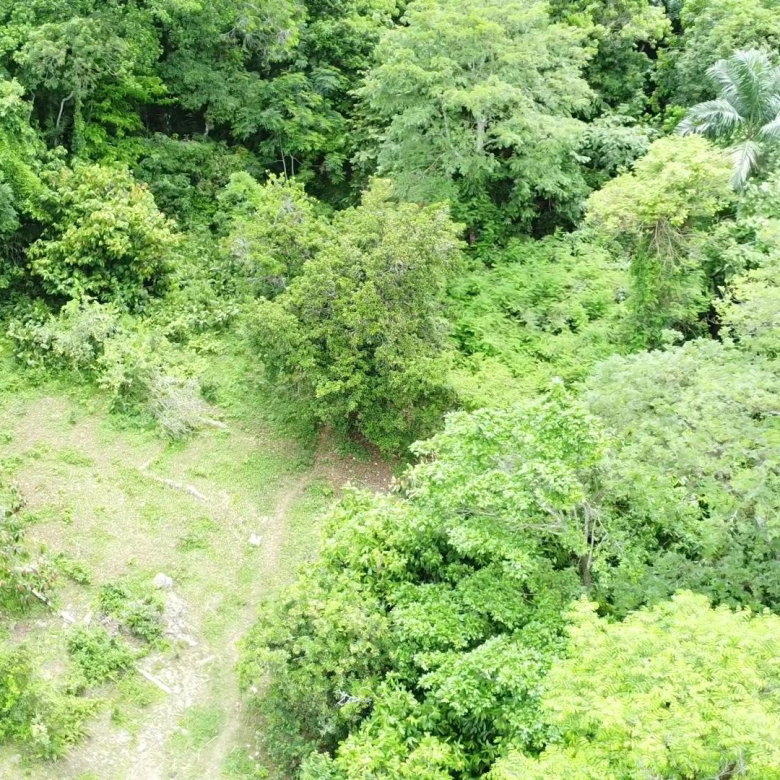 First image of Part of Freeman Hall in Freeman's Halll, Trelawny, Jamaica - property is For Sale