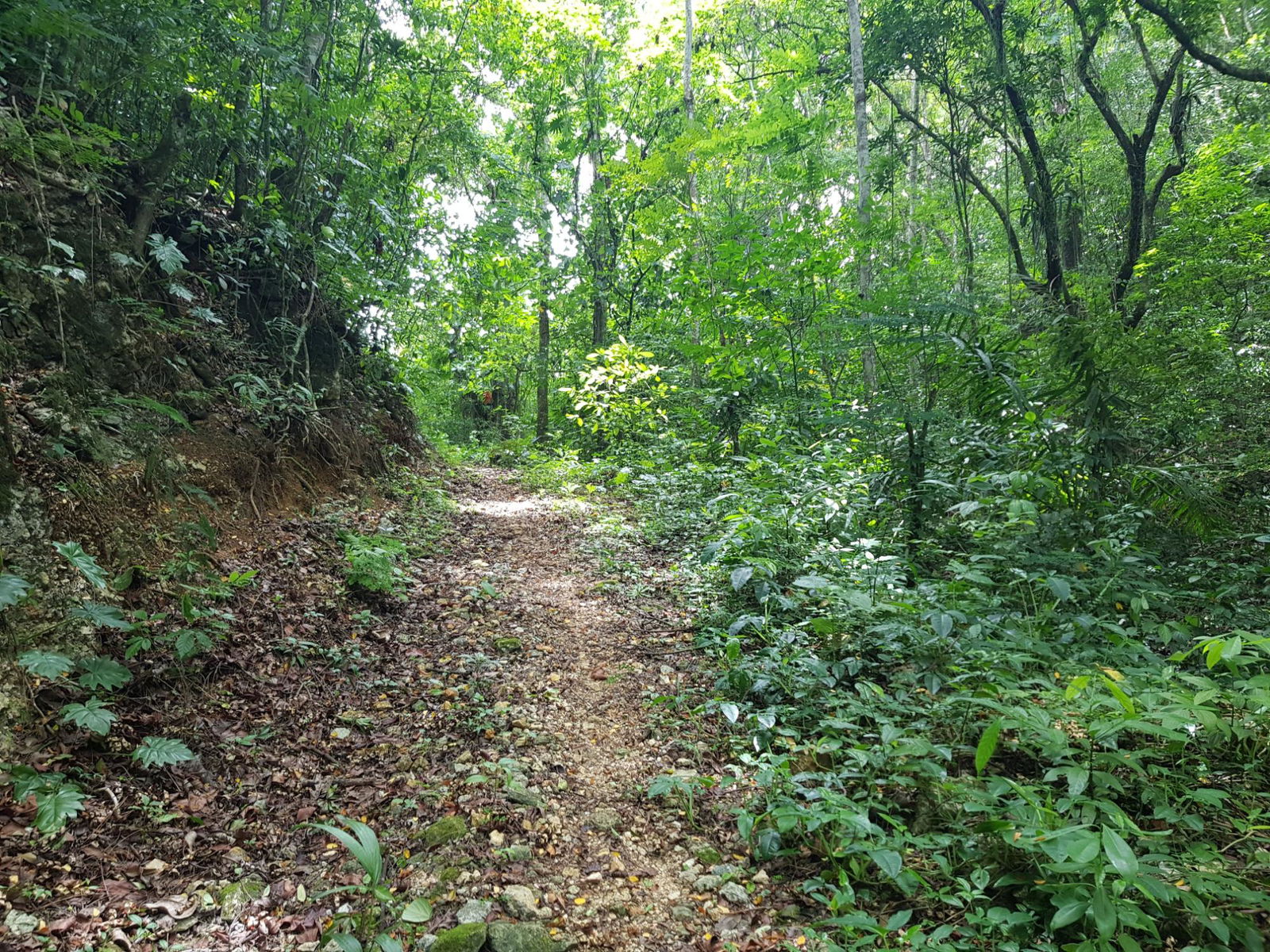Tenth image of Part of Freeman Hall in Freeman's Halll, Trelawny, Jamaica - property is For Sale