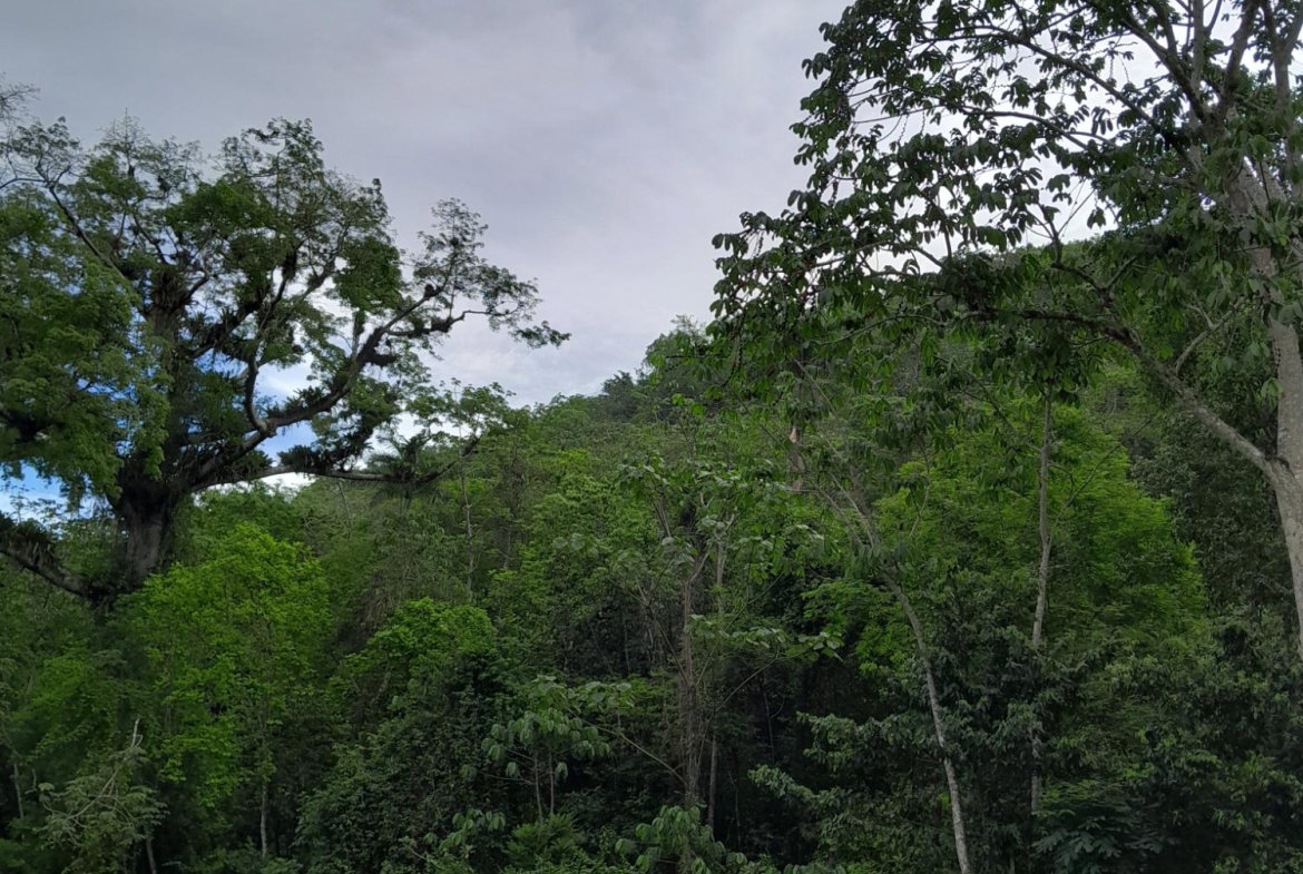 Fifth image of Lot 4- Spring Vale, Bog Walk St. in Bog Walk, St. Catherine, Jamaica - property is For Sale