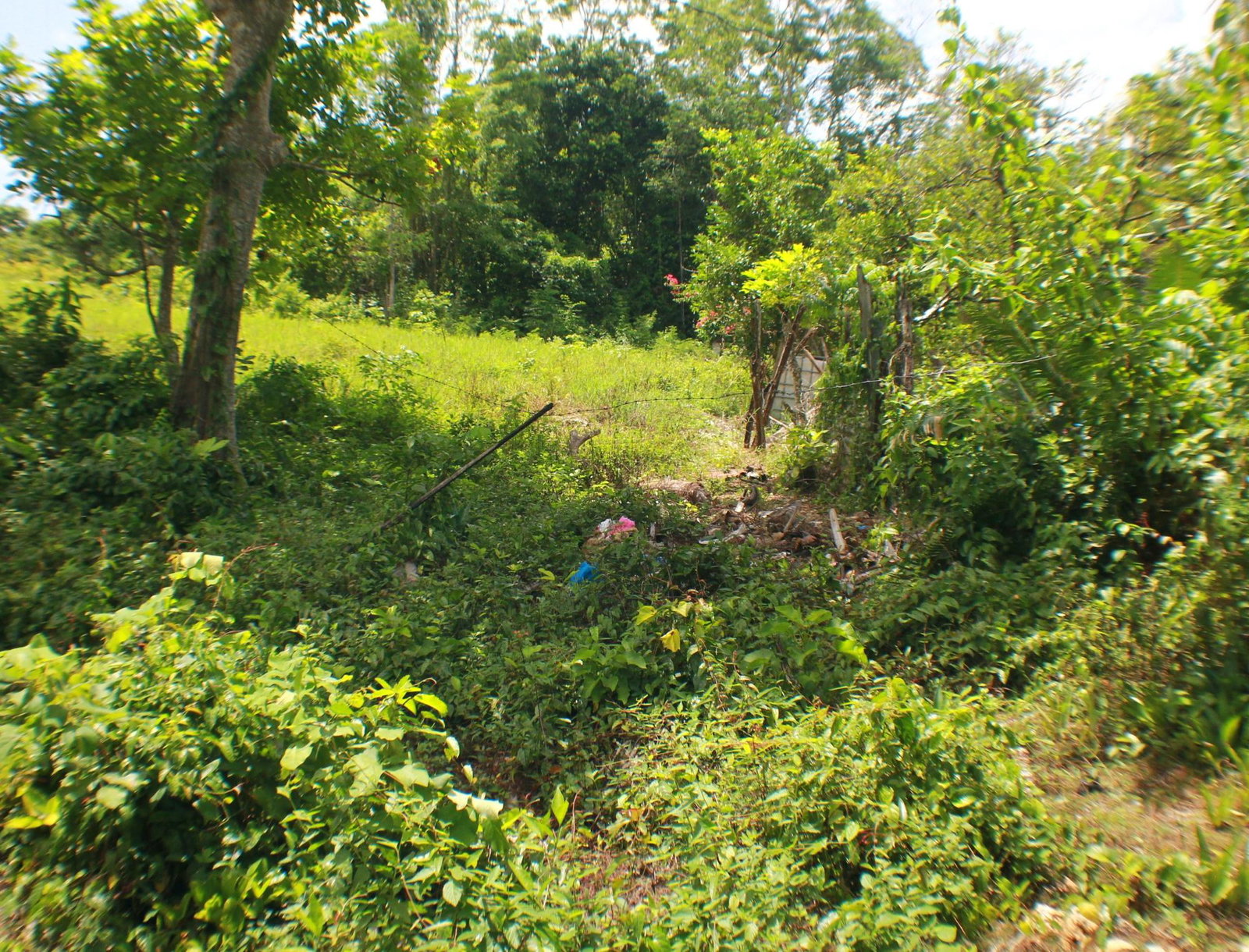 Fifth image of Brighton in Santa Cruz, St. Elizabeth, Jamaica - property is For Sale