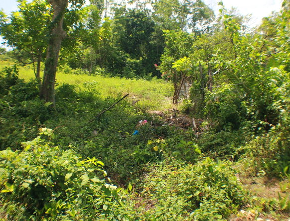 Fifth image of Brighton in Santa Cruz, St. Elizabeth, Jamaica - property is For Sale