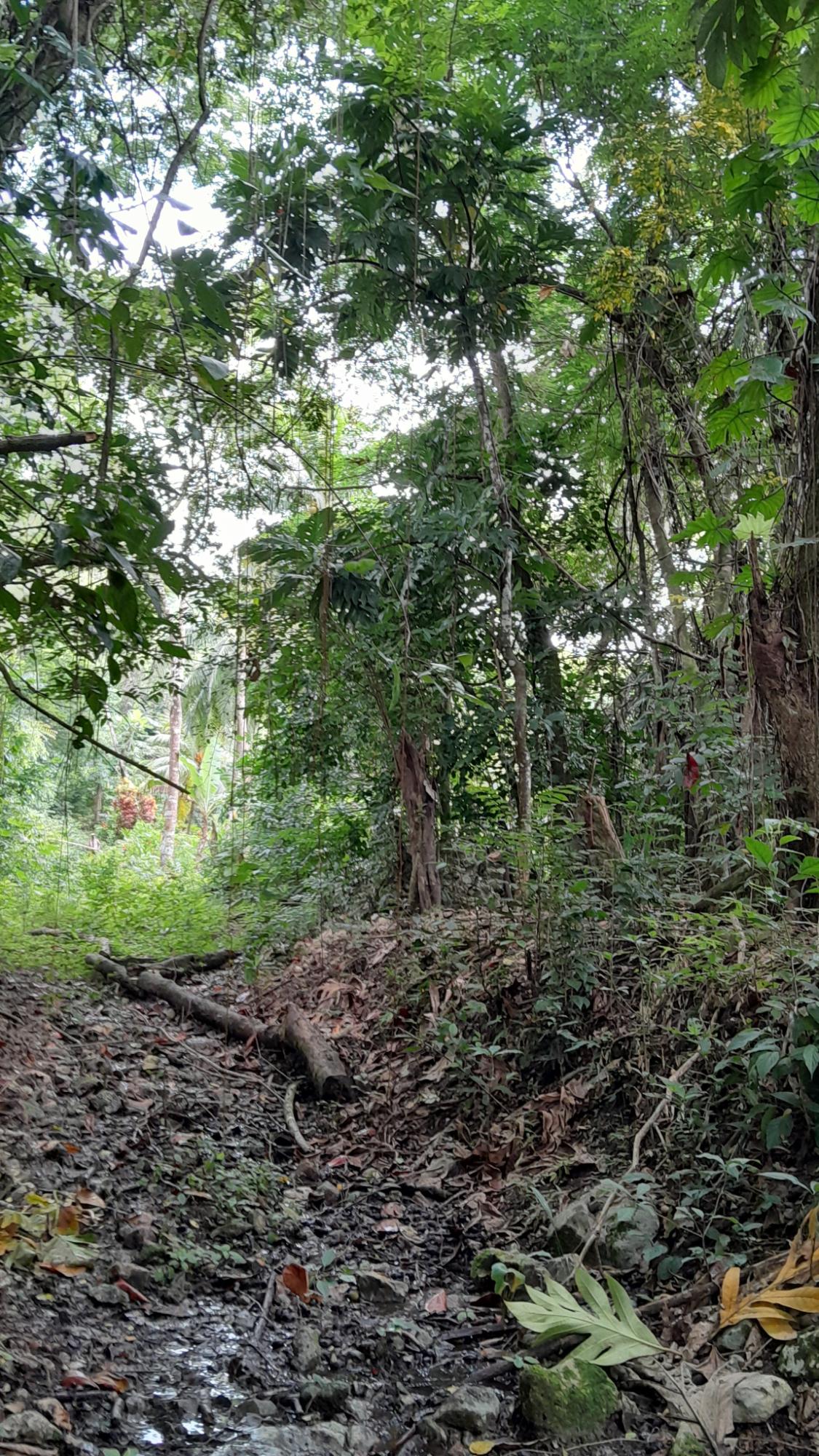 Second image of Airy Castle, Ward River, in AIRY CASTLE, St. Thomas, Jamaica - property is For Sale