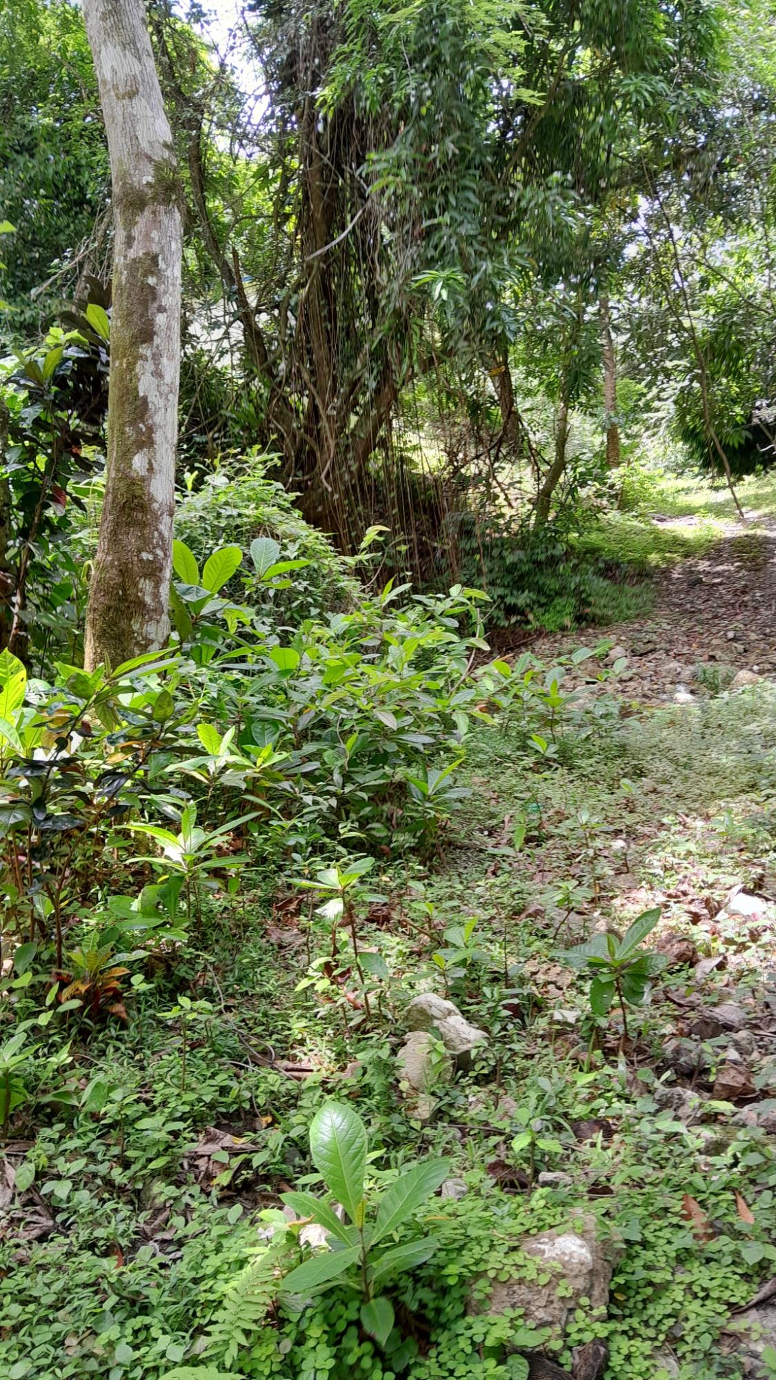 Fourth image of Airy Castle, Ward River, in AIRY CASTLE, St. Thomas, Jamaica - property is For Sale