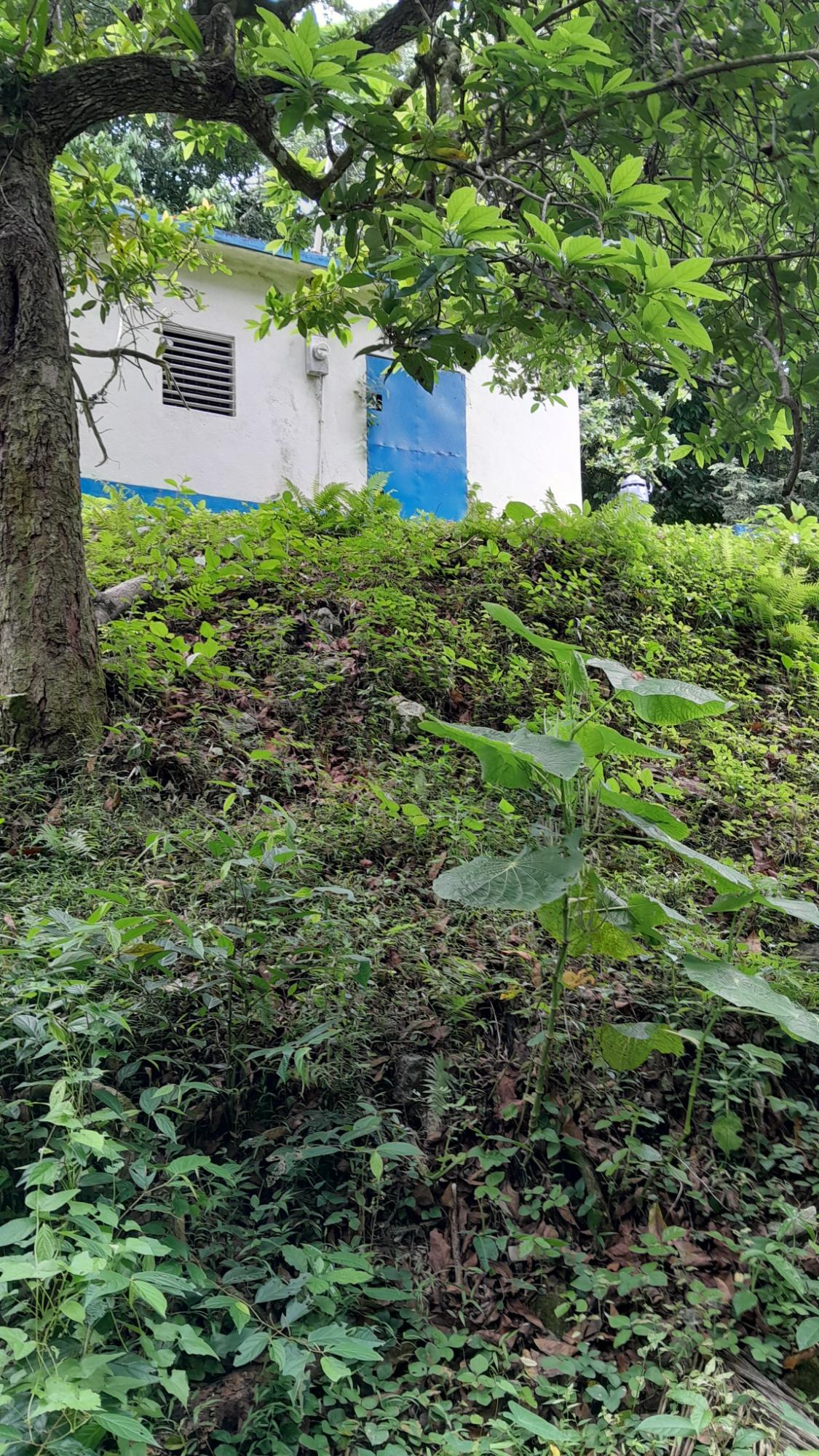 Sixth image of Airy Castle, Ward River, in AIRY CASTLE, St. Thomas, Jamaica - property is For Sale