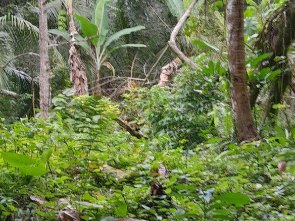 First image of Airy Castle, Ward River, in AIRY CASTLE, St. Thomas, Jamaica - property is For Sale