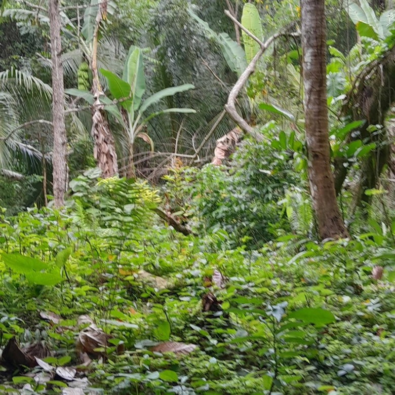 First image of Airy Castle, Ward River, in AIRY CASTLE, St. Thomas, Jamaica - property is For Sale
