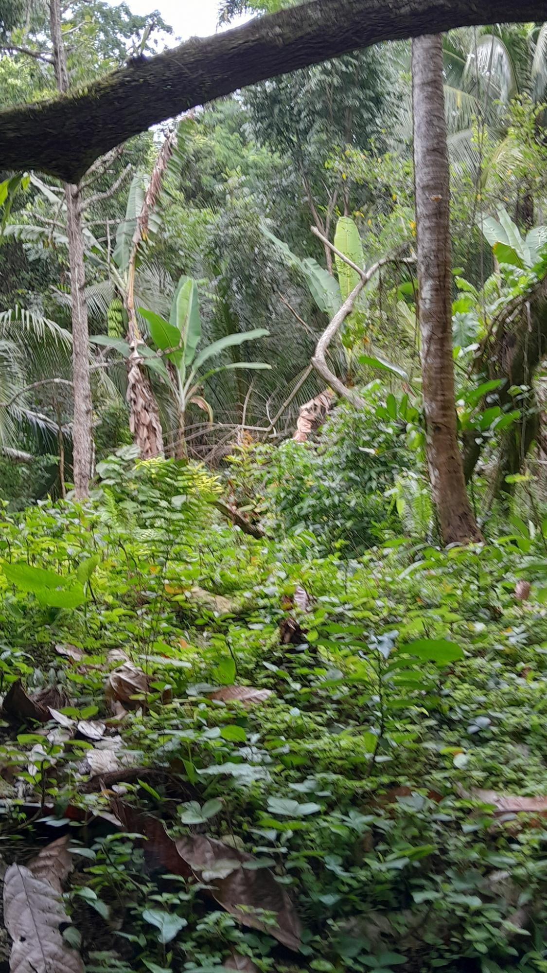 First image of Airy Castle, Ward River, in AIRY CASTLE, St. Thomas, Jamaica - property is For Sale