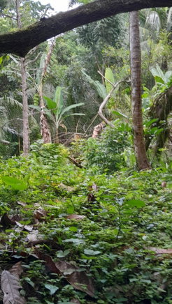 First image of Airy Castle, Ward River, in AIRY CASTLE, St. Thomas, Jamaica - property is For Sale