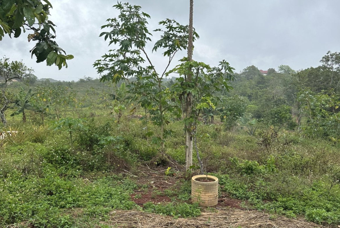Third image of Newport Manchester in Newport, Manchester, Jamaica - property is For Sale