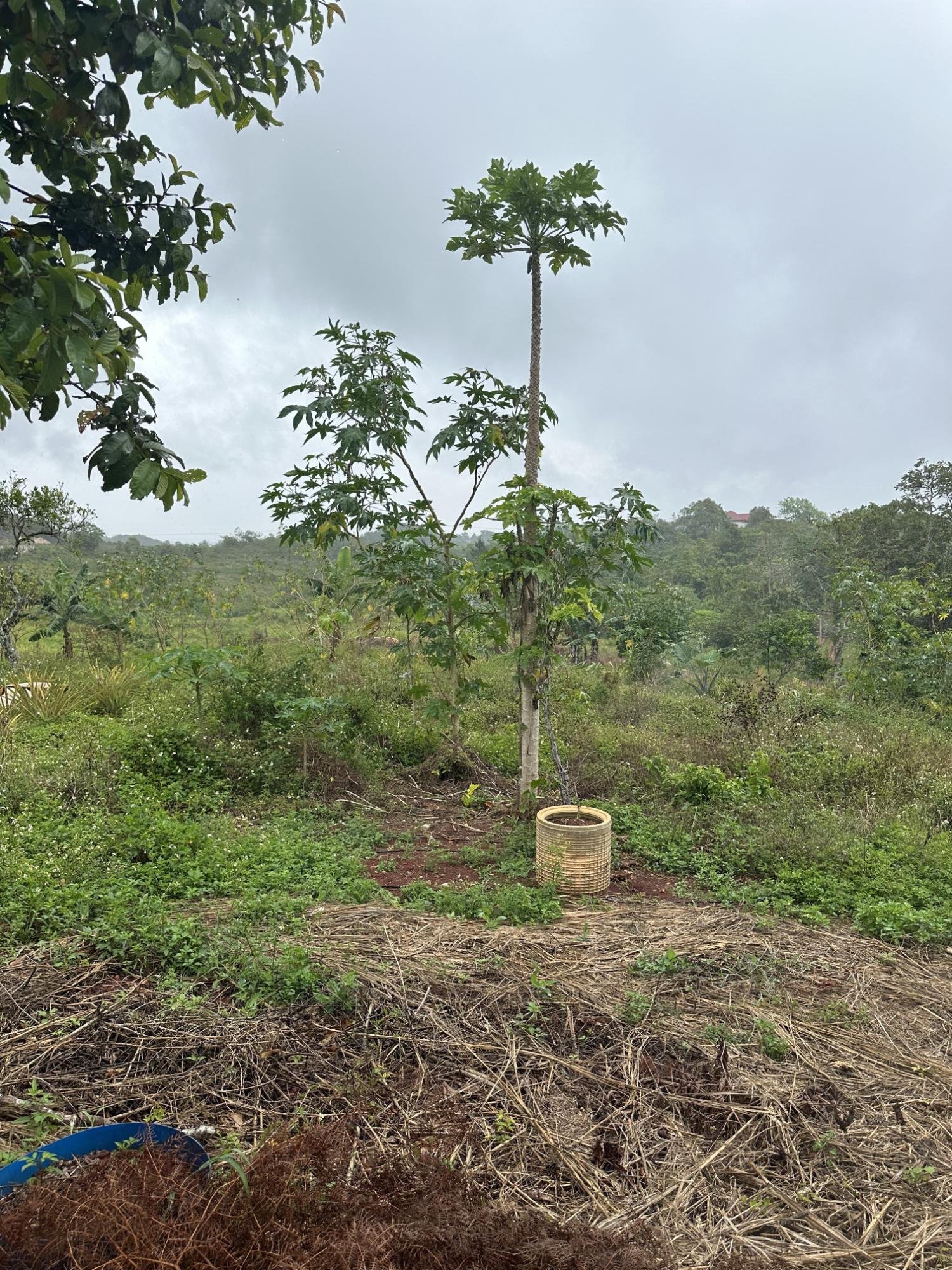 Third image of Newport Manchester in Newport, Manchester, Jamaica - property is For Sale