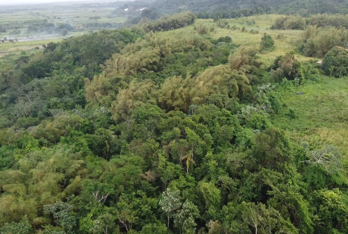 Sixth image of Pear Tree River St. Thoma in Pear Tree River, St. Thomas, Jamaica - property is For Sale