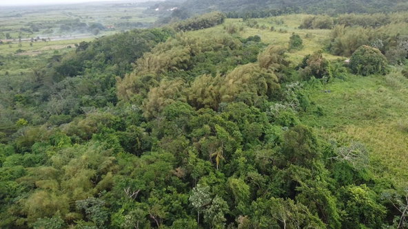 Sixth image of Pear Tree River St. Thoma in Pear Tree River, St. Thomas, Jamaica - property is For Sale