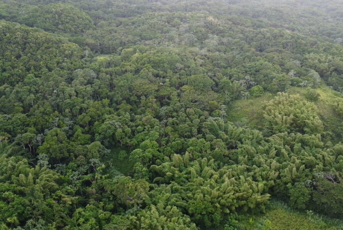 Seventh image of Pear Tree River St. Thoma in Pear Tree River, St. Thomas, Jamaica - property is For Sale