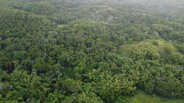 Seventh image of Pear Tree River St. Thoma in Pear Tree River, St. Thomas, Jamaica - property is For Sale