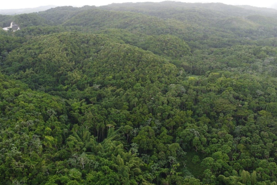 Eighth image of Pear Tree River St. Thoma in Pear Tree River, St. Thomas, Jamaica - property is For Sale