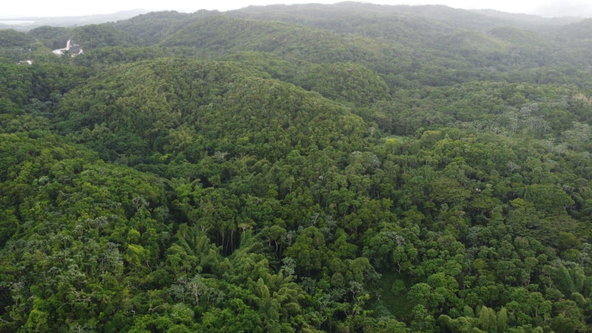 Eighth image of Pear Tree River St. Thoma in Pear Tree River, St. Thomas, Jamaica - property is For Sale