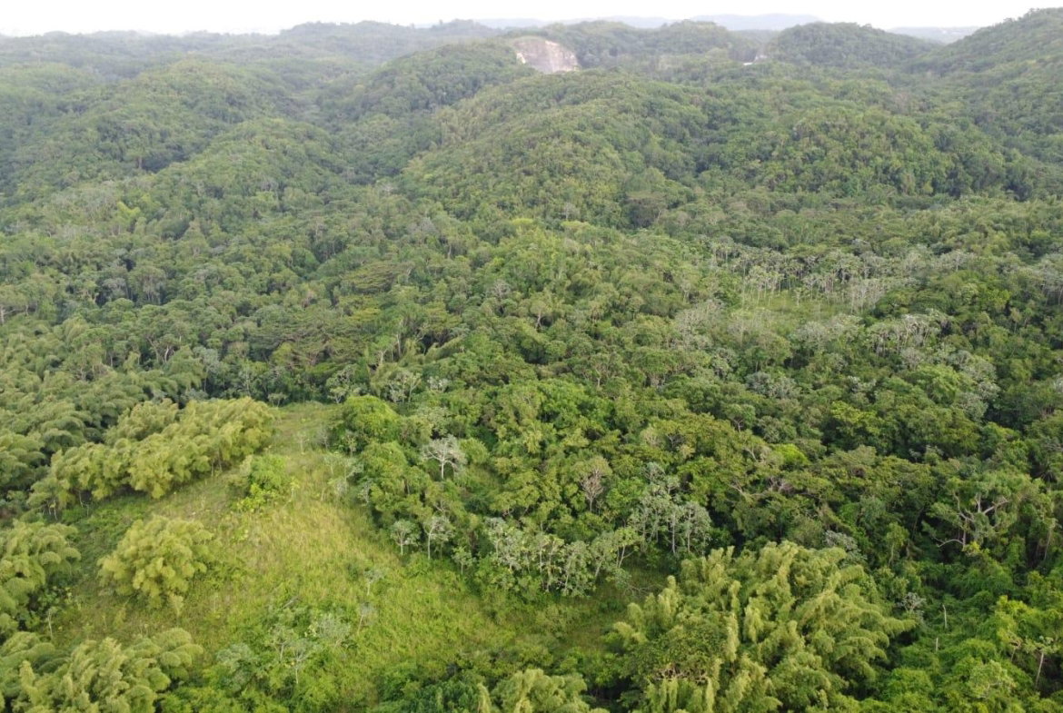 Ninth image of Pear Tree River St. Thoma in Pear Tree River, St. Thomas, Jamaica - property is For Sale
