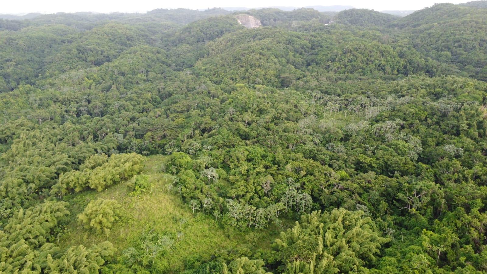 50-Acres-Development-Land-for-Sale-in-Pear-Tree-River-St.-Thomas-Jamaica Ninth image of Pear Tree River St. Thoma in Pear Tree River, St. Thomas, Jamaica - property is For Sale
