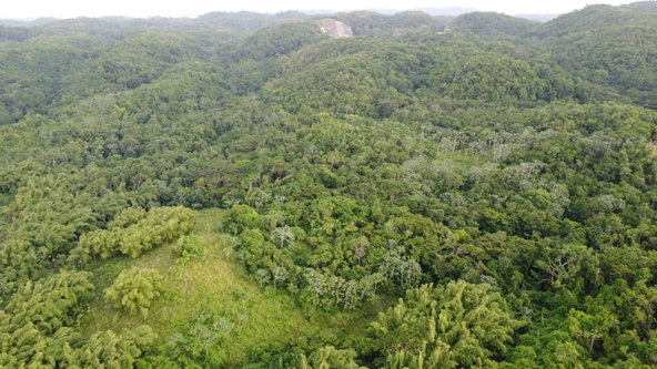 Ninth image of Pear Tree River St. Thoma in Pear Tree River, St. Thomas, Jamaica - property is For Sale