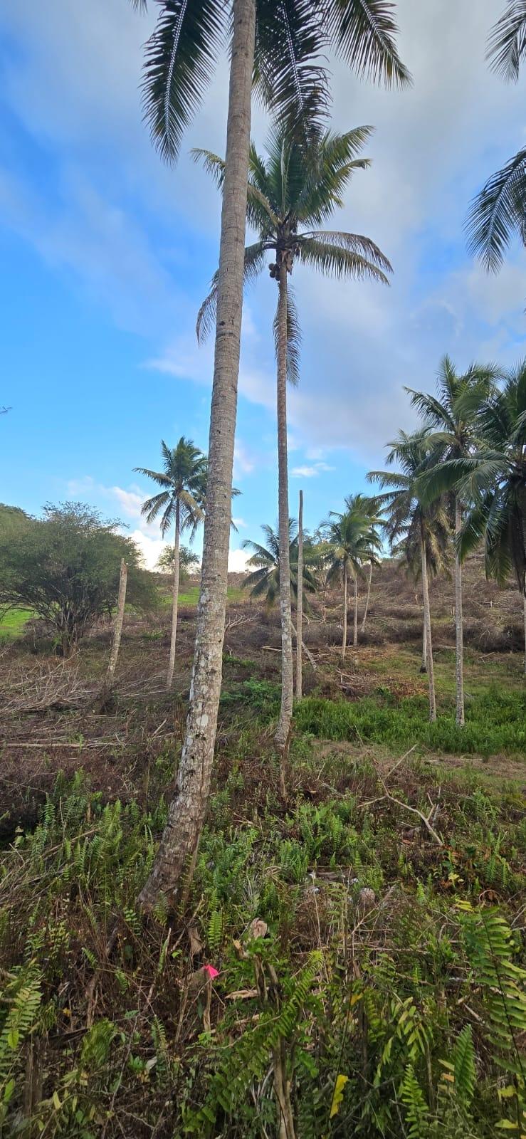 7.5-Acre-Residential-Lot-for-Sale-in-Trelawny-Jamaica-88-Brixton-Road Eleventh image of 88 Brixton Road, Jackson Tow in Jackson Town, Trelawny, Jamaica - property is For Sale