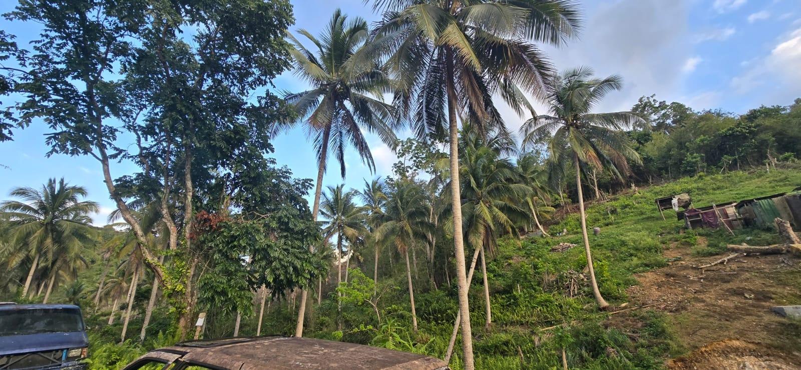 7.5-Acre-Residential-Lot-for-Sale-in-Trelawny-Jamaica-88-Brixton-Road Twelfth image of 88 Brixton Road, Jackson Tow in Jackson Town, Trelawny, Jamaica - property is For Sale