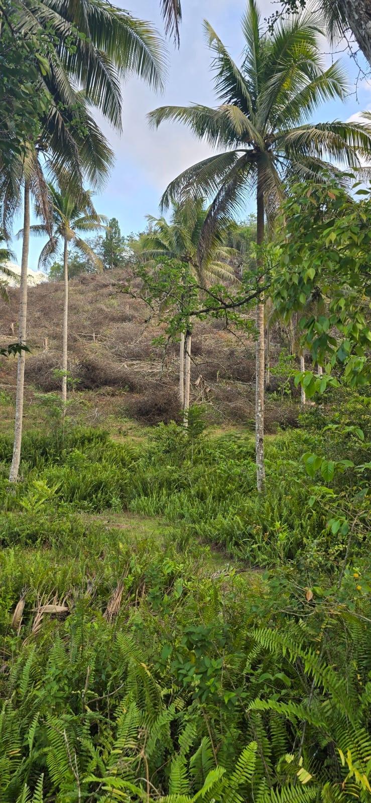 7.5-Acre-Residential-Lot-for-Sale-in-Trelawny-Jamaica-88-Brixton-Road Thirteenth image of 88 Brixton Road, Jackson Tow in Jackson Town, Trelawny, Jamaica - property is For Sale