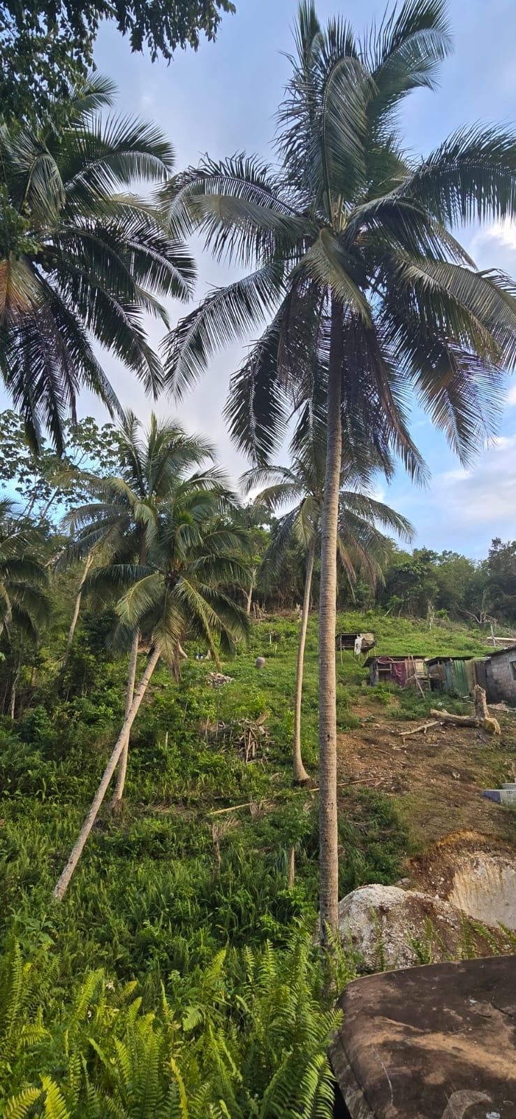 7.5-Acre-Residential-Lot-for-Sale-in-Trelawny-Jamaica-88-Brixton-Road Fourteenth image of 88 Brixton Road, Jackson Tow in Jackson Town, Trelawny, Jamaica - property is For Sale