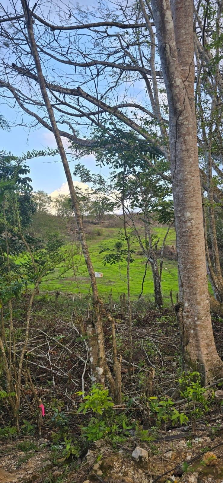 7.5-Acre-Residential-Lot-for-Sale-in-Trelawny-Jamaica-88-Brixton-Road Fifteenth image of 88 Brixton Road, Jackson Tow in Jackson Town, Trelawny, Jamaica - property is For Sale