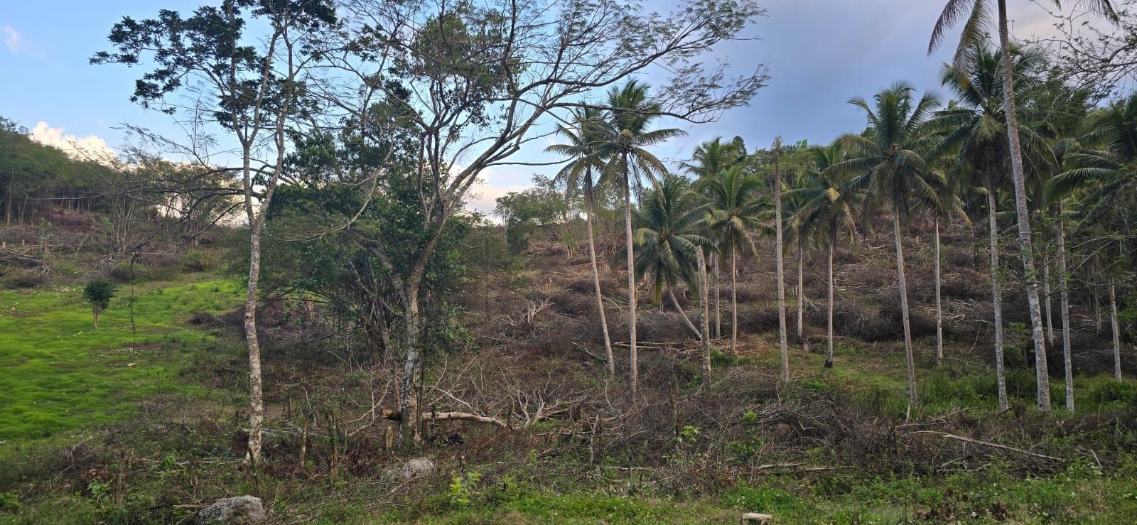 7.5-Acre-Residential-Lot-for-Sale-in-Trelawny-Jamaica-88-Brixton-Road Sixteenth image of 88 Brixton Road, Jackson Tow in Jackson Town, Trelawny, Jamaica - property is For Sale