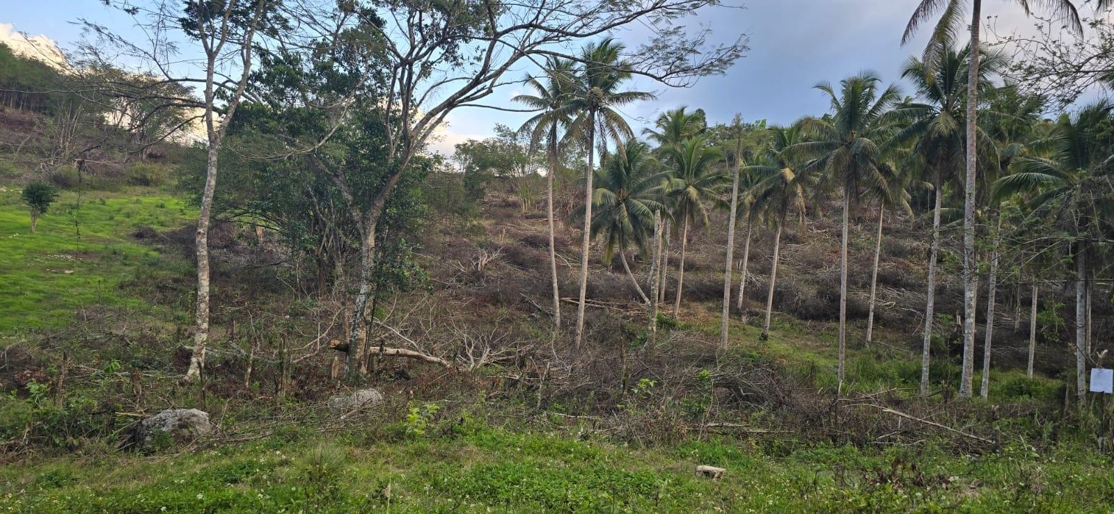 7.5-Acre-Residential-Lot-for-Sale-in-Trelawny-Jamaica-88-Brixton-Road Seventeenth image of 88 Brixton Road, Jackson Tow in Jackson Town, Trelawny, Jamaica - property is For Sale