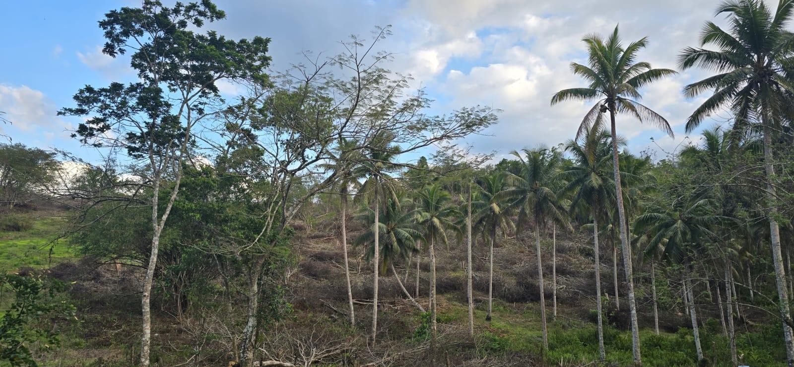 7.5-Acre-Residential-Lot-for-Sale-in-Trelawny-Jamaica-88-Brixton-Road Fourth image of 88 Brixton Road, Jackson Tow in Jackson Town, Trelawny, Jamaica - property is For Sale
