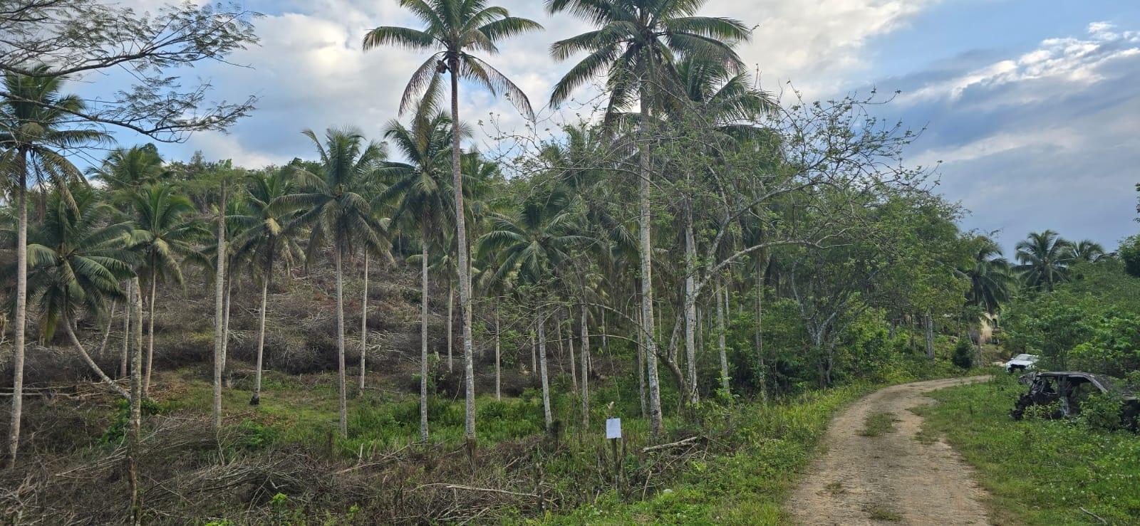 7.5-Acre-Residential-Lot-for-Sale-in-Trelawny-Jamaica-88-Brixton-Road Fifth image of 88 Brixton Road, Jackson Tow in Jackson Town, Trelawny, Jamaica - property is For Sale