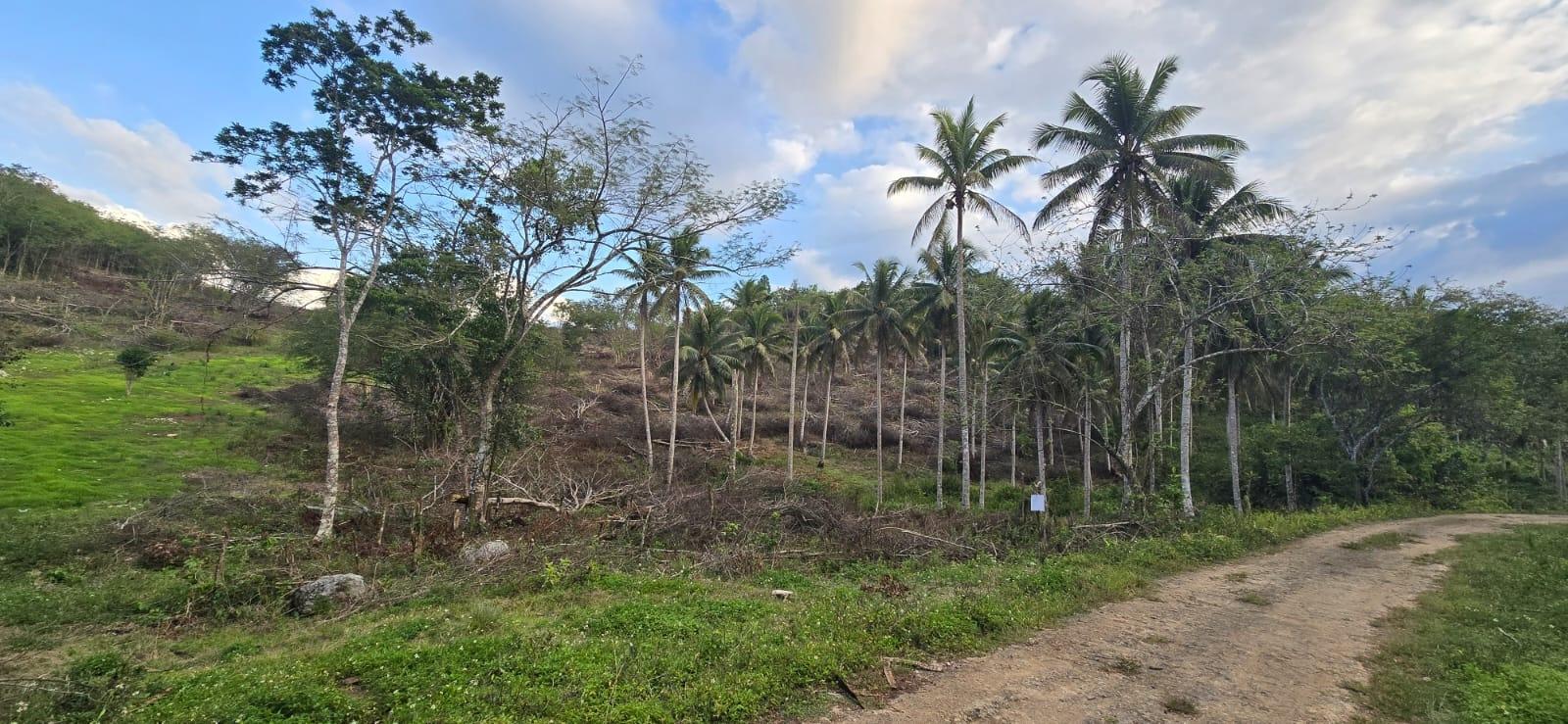 7.5-Acre-Residential-Lot-for-Sale-in-Trelawny-Jamaica-88-Brixton-Road Seventh image of 88 Brixton Road, Jackson Tow in Jackson Town, Trelawny, Jamaica - property is For Sale