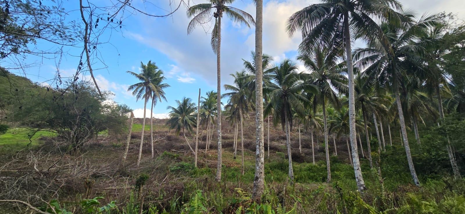 7.5-Acre-Residential-Lot-for-Sale-in-Trelawny-Jamaica-88-Brixton-Road Eighth image of 88 Brixton Road, Jackson Tow in Jackson Town, Trelawny, Jamaica - property is For Sale