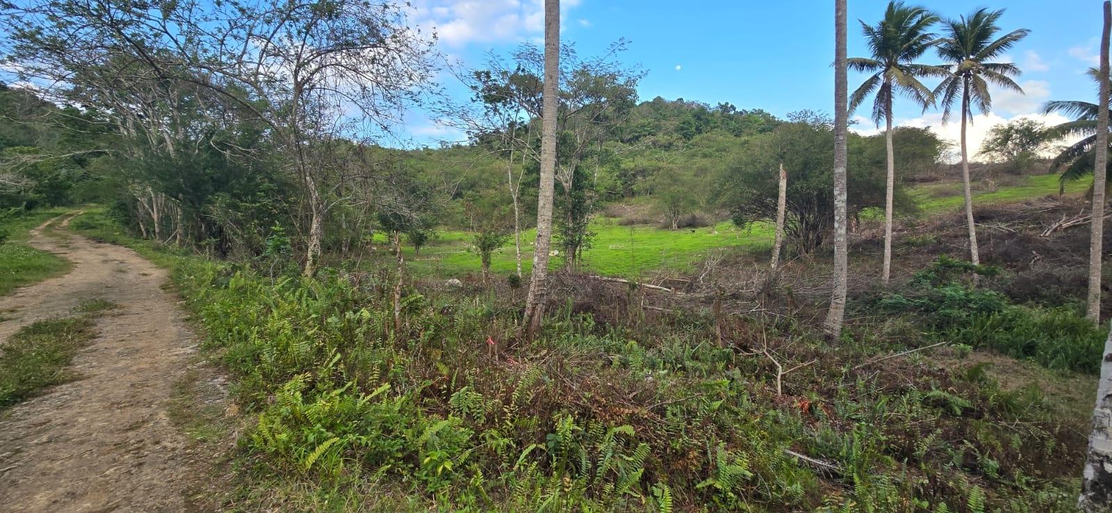 7.5-Acre-Residential-Lot-for-Sale-in-Trelawny-Jamaica-88-Brixton-Road Ninth image of 88 Brixton Road, Jackson Tow in Jackson Town, Trelawny, Jamaica - property is For Sale