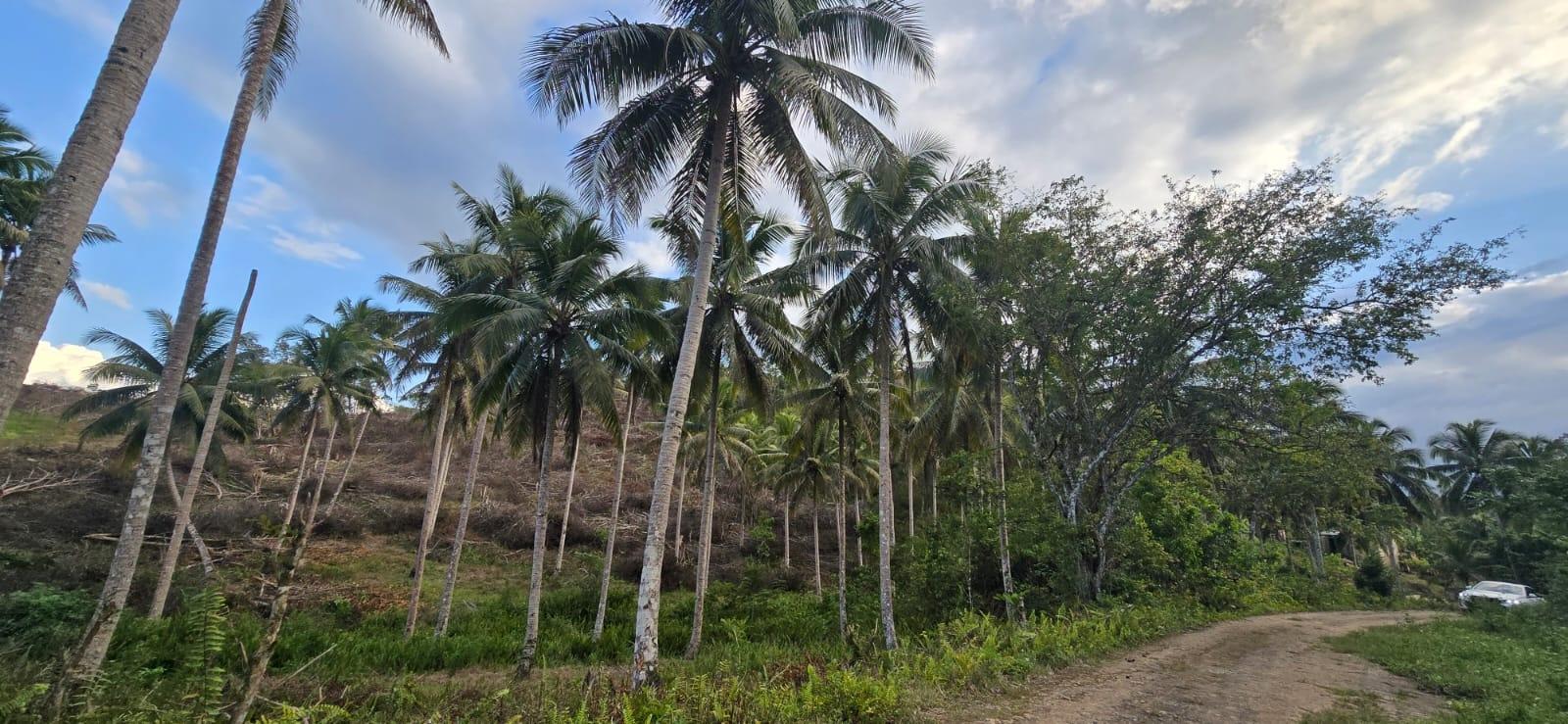 7.5-Acre-Residential-Lot-for-Sale-in-Trelawny-Jamaica-88-Brixton-Road Tenth image of 88 Brixton Road, Jackson Tow in Jackson Town, Trelawny, Jamaica - property is For Sale